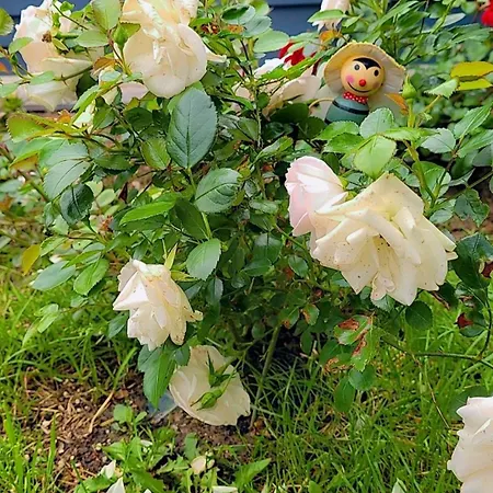 Apartmán Noor Lux Bad Hall