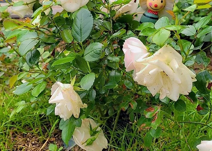 아파트 Noor Lux 바드홀